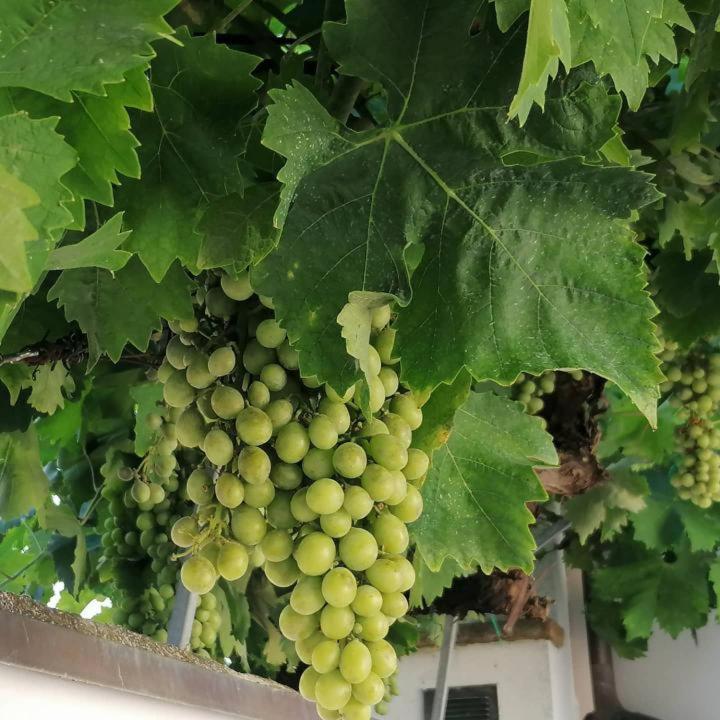 B&B Capo Le Vigne シローロ エクステリア 写真